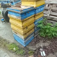 طبق زنبور عسل