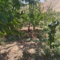 زمین-در-لواسان-روستای-راحت-اباد
