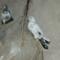 کبوتر|پرنده|چالدران, |دیوار