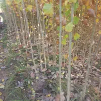 صنوبر نیقرا|خدمات پیشه و مهارت|کشاورز, |دیوار