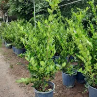 یاس هلندی سطل ۷و۱۲|گل و گیاه طبیعی|قائم‌شهر, |دیوار