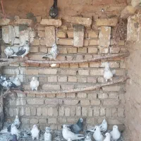 کبوتر‌|پرنده|جوادآباد, |دیوار