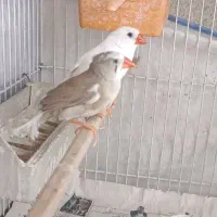 پنج تا فنج جوان
