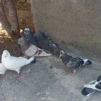 کبوتر