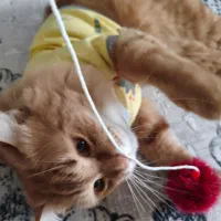 واگذاری گربه|گربه|بندر ماهشهر, |دیوار