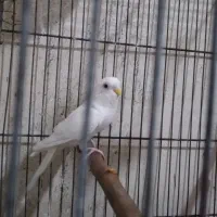 مرغ عشق ماده جوان|پرنده|قم, اسمعیل آباد|دیوار
