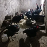 بوقلمون چهار ماهه|حیوانات مزرعه|همدان, |دیوار