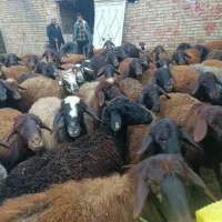 فروش‌۳۲۰راس‌گوسفندجفتی‌۴۵میلیون