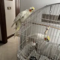 عروس هلندی نر و ماده لوتینو ۱۵ ماهه