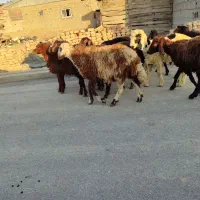 بره نر|حیوانات مزرعه|سیمین شهر, |دیوار