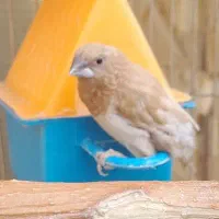 یک جفت بنگال قیمت ارزان|پرنده|تهران, مطهری|دیوار