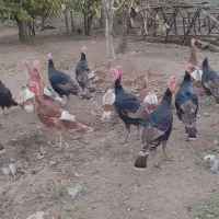 بوقلمون|حیوانات مزرعه|محمدیه-قزوین, |دیوار