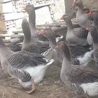 فروش انواع پرندگان آبزی