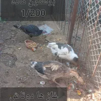 غاز . بوقلمون. مرغ جوجه