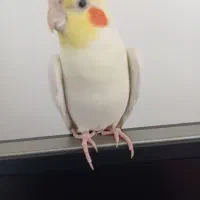 عروس هلندی نر