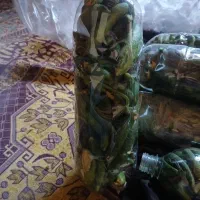 خیار‌شور‌