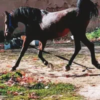 اسب مادیان۶دنگ