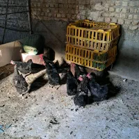 مرغ مشکی محلی