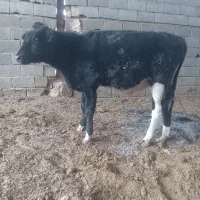 گوساله نر۲۵۰کیلو گاوشیری ارزون قیمت