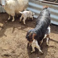 بز و بزغاله