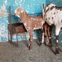 شنک ماده پنجاب|حیوانات مزرعه|سراوان, |دیوار