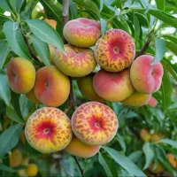 تضمینی وشناسه دار