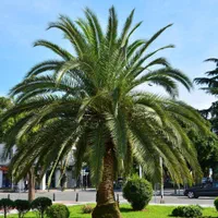 نخل فونیکس جزایر قناری ۴۰ ساله