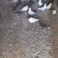 کبوتر|پرنده|رزن, |دیوار