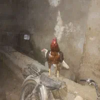 مرغ و خروس لاری