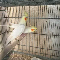 عروس هلندی|پرنده|قشم, |دیوار