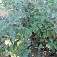 فروش نهال بلوط|خدمات باغبانی و درختکاری|ساری, |دیوار