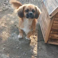 سگ پا کوتاه پیکینیز|سگ|شفت, |دیوار