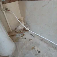 طاووس