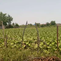 اجاره زمین کشاورزی