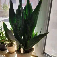 گل طبیعی شاداب|گل و گیاه طبیعی|سهند, |دیوار