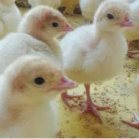 جوجه بوقلمون بیوتی / نیمچه بوقلمون برنز