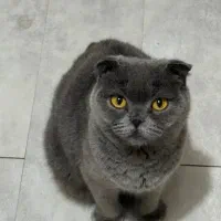 اسکاتیش یک ساله نر|گربه|بومهن, |دیوار