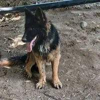 فروش سگ  ژرمن