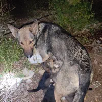 توله سگ ژرمن