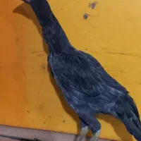 جوجه لاری|حیوانات مزرعه|مشکیندشت, |دیوار