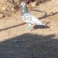 کبوتر هفرنگ|پرنده|تاکستان, |دیوار