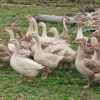 غاز محلی درشت اردک نر و ماده خارجی وخروس محلی