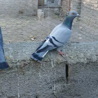 دوجفت کبوترالمانی|پرنده|نیمبلوک, |دیوار