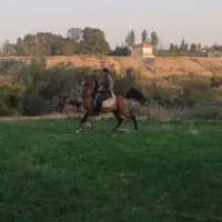 اسب|اسب و تجهیزات اسب‌سواری|گلپایگان, |دیوار