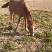 سه تا اسب اروم ویورقه