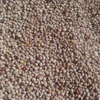 فروش حدود۱تن لوبیاچیتی تولیدامسال