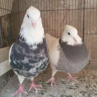کبوترطوقی