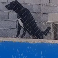 سگ نر