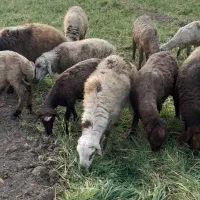 بره چاق ارگانیک