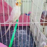 عروس هلندی نر|پرنده|مشهد, شهید قربانی|دیوار